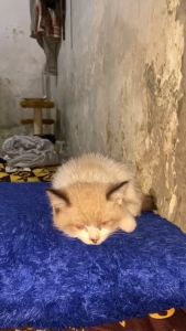 Royal Care Obat Diare dan Mencret Cat and Dog - Obat Diare dan Mencret Ampuh Sembuh Murah untuk Kucing dan Anjing
