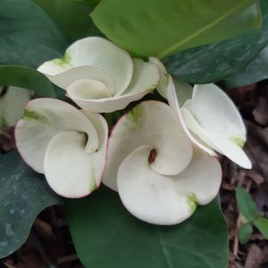 โป๊ยเซียน สายพันธุ์ ปักธงชัย สีขาวแกมเขียว เมื่อดอกบานเต็มที่จะเปลี่ยนเป็นสีชมพูระเรื่อ สวยงาม ดอกใหญ่