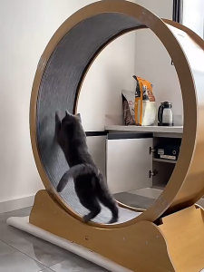 Cat Treadmill Cat Running Wheel Wood Solid Climbing Wheel Weight Loss Fitness Roller Silent Exercise