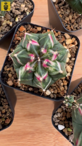 Gymnocalycium Mihanovichii. ID: Kanya / Gymnocalycium Variegated / Pink White Stripes Gymnocalycium / Cactus Succulents