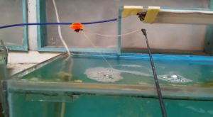 Katir Baronang Indikator untuk memancing ikan Baronang - Lebih Sensitif PS - 001