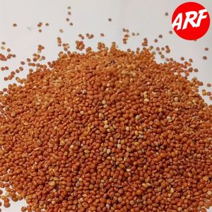 Pakan Burung Biji Jewawut Biji Kunyit Premium For Kenari Finch Lovebird Perkutut 500 Gram
