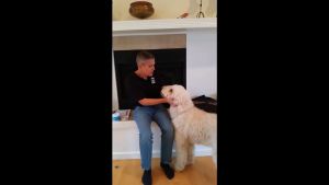 MAXI/GUARD®Oral cleansing wipes แผ่นเช็ดทำความสะอาดช่องปาก สำหรับสัตว์เลี้ยง