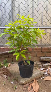 Cây Vối Nếp - Tổng thể tầm 40-50 cm - Mang tính dược liệu!