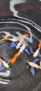 🐟Ajelis Guppy🐟 Albino Dumbo Redtail Guppy 白子大耳朵孔雀鱼 - Aquarium Ornamental Fish Tuxedo Guppy Ikan Hiasan 孔雀鱼 大尾巴 大耳朵