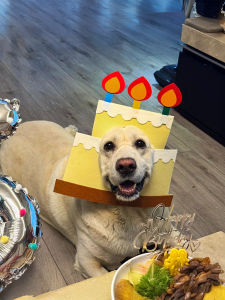 ETY | Cute & Funny Pet Headgear for Dogs & Cats