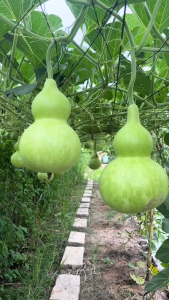 Hạt Giống Bầu Hồ Lô Khổng Lồ - Gói 5 Hạt - Siêu Thị Hạt Giống Cây F1