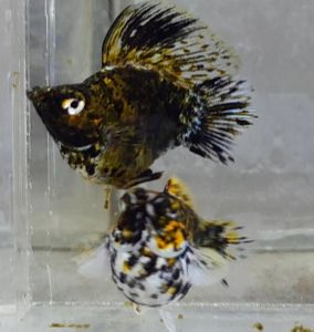 Calico Balloon Molly Fish(PAIR) 短身气球茉莉鱼(一对)❗️(Not random fish）❗️Fish same as order❗️40