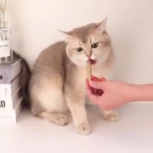 Sosis Kucing Anjing Snack Kucing Anjing 15g Pelatihan Cemilan Hewan Peliharaan