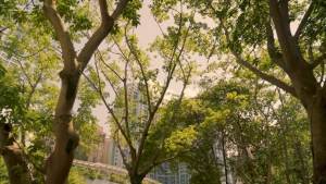 Nhang Trầm Hương Cao Cấp Mộc Lâm 29cm 500cây Nhang Sạch Ít Khói Dịu Nhẹ Chuyên Phòng Máy Lạnh