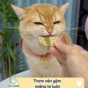 Dầu Cá Cho Mèo Chống Rụng Lông - 100% Tinh Dầu Cá Hồi Chính Hãng Kèm Omega 3 DHA Cho Mèo Con Lanh Lợi Hơn - PusSoul