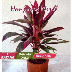Tanaman Hias Hanjuang Andong Mini Sawang Daun Merah
