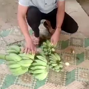 COMBO 2 Dao rửa dừa - Liềm vệ sinh dừa sắc bén lưỡi cong tiện lợi - CÁN GỖ CHỐNG TRỢN DỄ CẦM