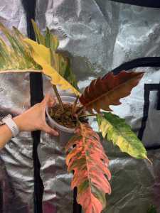 Philodendron Caramel Marble Variegatedด่างโทนหลากสีอนุบาลมากกว่า2เดือน