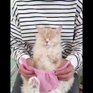 Breathable Mesh Cat Muzzle Anti-Bite Adjustable Cat Mask Suitable for Post-Surgery Recovery Nail Trimming and Bathing