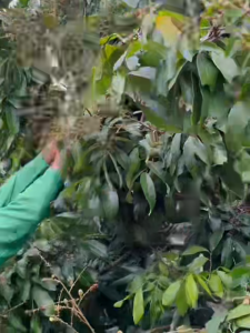 จะเด็ด “สูตร 4 พลัง” สูตรสำเร็จสำหรับ “ทุเรียน” บำรุงผล  ช่วยติดผลเล็กดี ขยายผลโต ผลโตเร็ว ได้สีสวยสด สร้างรูปทรงได้ผลสวย