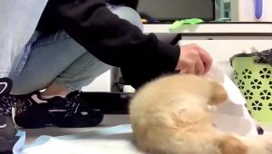 (6Pcs) Pet Disposable Cleaning Glove Wipes Dog Cat Wet Tissue Pet Glove Cleaning Bath Sarung Tangan Pakai Buang Kucing