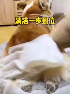 Pet Disposable Wet Glove 6pcs Water Free Dry Cleaning Bathing Glove Sarung Tangan Basah Kucing 宠物狗狗猫咪宠物免洗手套狗狗洗澡神器清洁干洗刷猫咪