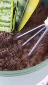 Sekop Mini Alat Berkebun 3 in 1 Gagang Kayu Garden Tool Set isi 3