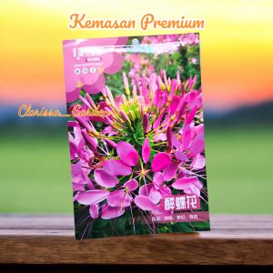 (KEMASAN PREMIUM) BIJI | BENIH BUNGA  CLEOME HOUTTEANA ( isi -+400 butir)