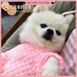 Áo nỉ lông cao cấp họa tiết gấu cho thú cưng áo cho chó mèo mùa đông