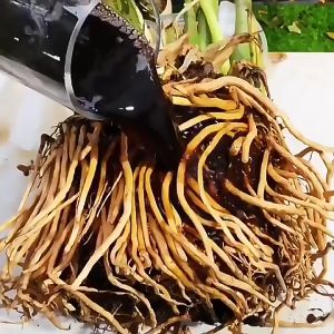 กลุ่มสูตรใหม่ สารกระตุ้นดิน สารปรับปรุง สารบำรุงดิน สำหรับปรับปรุงพืช ดินเปรี้ยว พืชอลังกาย การคิดเชื้อผลลัพธ์ให้ดี การเปลี่ยนสภาพผิวดิน สามารถใช้ได้กับพืชทุกชนิด สำหรับการเสริมสร้างฟิลเลอร์ กระตุ้นฟิลเลอร์ หรือการปรับปรุงสภาพผิวดิน โดยเ�