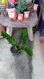 ต้นกวักมรกต กว ไม้มงคลเรียกทรัพย์ ต้นไม้ฟอกอากาศ