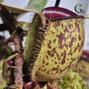 Nepenthes Ampullaria Red Lips Speckled Body [Monkey Cup Nepenthes][Carnivorous Plants][GILAGARDEN]