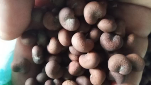 BENIH BAOBAB POHON KEHIDUPAN ASLI AFRIKA UNGGULAN (10 BUTIR)