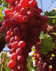 Pupuk Organik BOOSTER ANGGUR 250gr Pelebat Pemanis Pembesar Buah Anggur