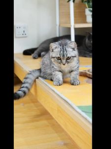 Intelligent Cat Water Dispenser Automatic Circulation Wireless Unplugged Induction Large-capacity Pet Water Dispenser