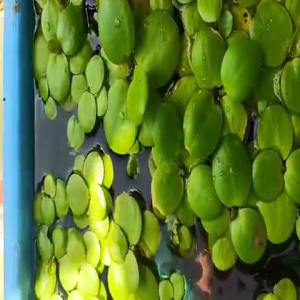 Water Plant Frogbit Aquatic Plant Tumbuhan Akuatik (1 Set = 5 Free 1) Ready Stock