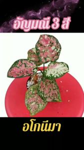 อโกนีมา อัญมณี 3 สี (Aglaonema sp. Tricolor Anyamanee) - ไม้หน่อ ไม้ด่าง ไม้ฟอกอากาศ ไม้เรียกทรัพย์ ไม้นำโชค ไม้มงคล ในกระถาง 4 นิ้ว