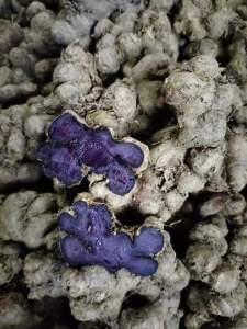 Gừng đen(Ngãi Đen) loại già lâu năm 1kg