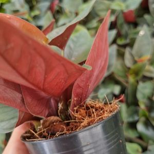 พลูอินโด พลูอินโดแดง (จํานวน 1 กิ่ง) พลูอินโดนีเซีย ต้นไม้ฟอกอากาศ ต้นไม้ ต้นไม้ในร่ม พลูด่าง พลูอินโดหลังแดง ต้นไม้มงคล