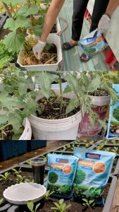 Túi 500Gr/ Túi 1Kg - Chế phẩm nấm đối kháng Trichoderma SFARM | Độc quyền Family Garden