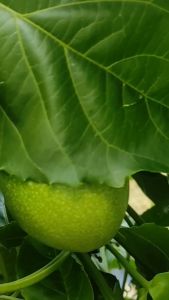 Bibit Markisa Madu Manis Jumbo Siap Buah