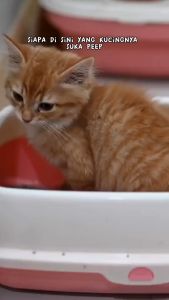 (GRATIS ONGKIR) Hus Hus Cairan Pengusir Kucing Paling Ampuh Semprotan Anti Kucing Pup Pipis Sembarangan Racun Kucing Anjing Paling Ampuh Pengusir Kucing Liar