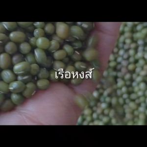 ถั่วเขียว 1 กิโล ตราเรือหงส์ เมล็ดถั่วเขียว เมล็ดถั่วงอก Mung bean โปรตีนจากถั่ว ถั่วเขียว ถั่วงอกเพาะ ส่งไวทัน