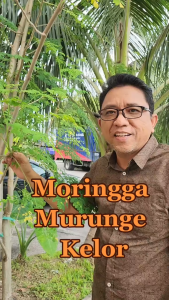 KAPSUL MORINGA OLEIFERA DR NORMAN 500MG – DAUN KELOR ASLI DETOX TENAGA & KESIHATAN DALAMAN