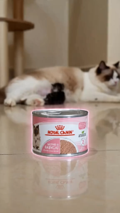 Royal Canin Mother & Babycat Mousse 195g Wet Cat Food Can | Premium Ultra Soft Mousse for Weaning Kittens 1-4 Months & Pregnant Lactating Queens | Feline Health Nutrition Immune & Brain Development Starter Food | Authentic Royal Canin [New Stock]