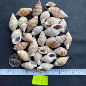 เปลือกหอยสังข์สีขาวขุ่นขนาดเล็ก 50g DA HUI MI สำหรับตกแต่งสวนและงานฝีมือ size:2-4cm