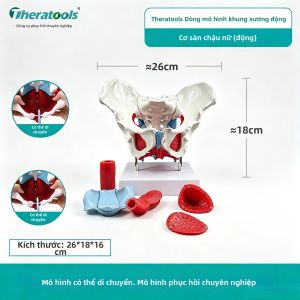 Theratools | Mô Hình Xương Chậu Nữ Cấu Trúc Giải Phẫu Các Cơ Quan Sinh Sản Hiển Thị Cơ Sàn Chậu Hỗ Trợ Giảng Dạy Phục Hồi Chức Năng Sau Sinh