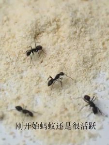 Racun Bubuk Anti Semut Killing Bait Powder Serbuk Obat Pembasmi Sarang Semut Ants Killer Pest Control