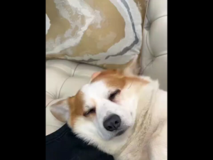 2Pcs Pet Hair Removal GloveElectrostatic Pet Hair Removerfor Couch Furniture Carpet