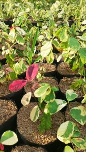 Snow Bush/Monaica Plant