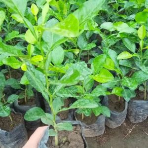 Bibit jeruk super lengkap unggul cepat berbuah