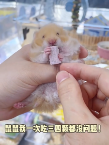 Healthy Hamster Snacks & Probiotic Food | Freeze-Dried Treats | High Protein Natural Ingredients No Additives