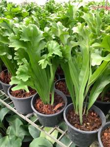 เฟิร์นเขากวาง ต้นเฟิร์นเขากวาง เฟิร์น ต้นเฟิร์น ไม้ในร่ม พืชตระกูลเฟิร์น ใบเฟิร์น เขากวาง ขนาดกระถาง 6 นิ้ว