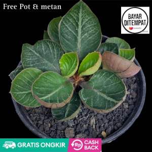 Tanaman langka euphorbhia francoisi daun mangkok free pot